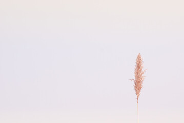 A lone wild grass flower in aesthetic nature of early morning sky background. Quiet and calm image in minimal zen mood summer time with copy space.