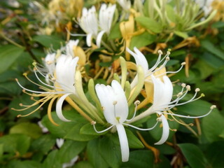 Close-up of white flower with stamens