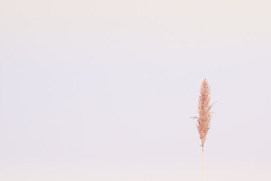 A lone wild grass flower in aesthetic nature of early morning sky background. Quiet and calm image in minimal zen mood summer time with copy space.