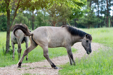 Semi-wild Polish Konik horses eating grass on a meadow near the forest © Magryt