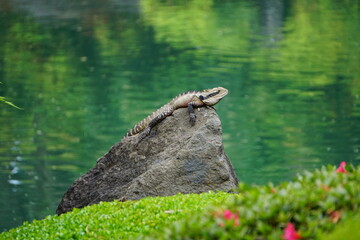 lizard on rock