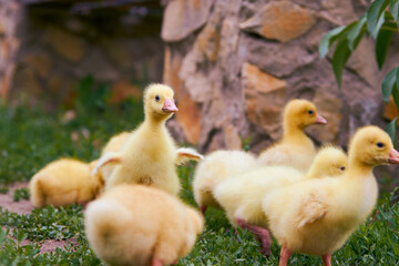 Little geese on a grass