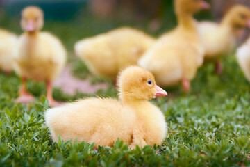 Little gooses on a grass