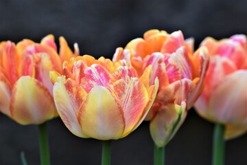 Rainbow Tulips