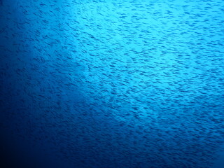 伊豆の海でダイビング中に前後上下左右囲まれたキビナゴの大群