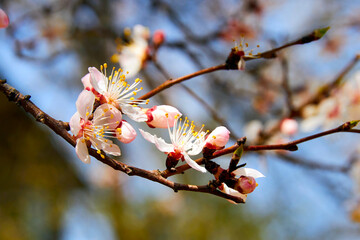 close-up of buds and blooming flowers of cherry. selective soft focus