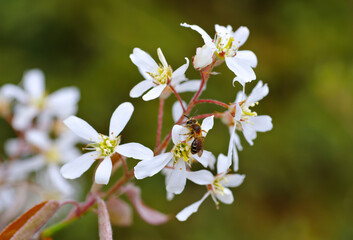 Felsenbirne Bluete mit Biene im Frühling - white Amelanchier lamarckii blossom - 438761343