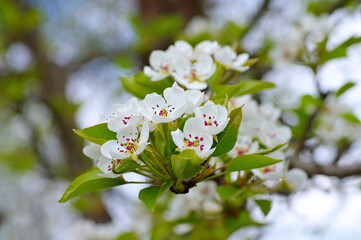 Birnbaumblüte im Frühling - white flowering of pear tree