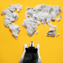 world map of husky dog wool on yellow background molt season