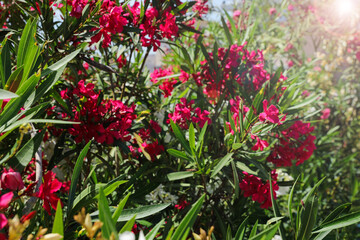 Beautiful blooming bushes outdoors on sunny day