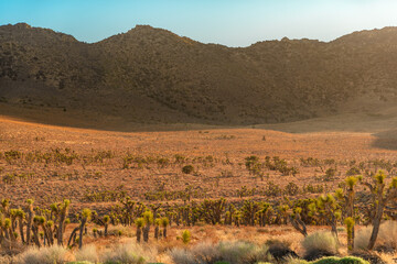 Desert field with Joshua tree at sunset with hilly landscape