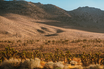 Fototapeta na wymiar Desert field with Joshua tree at sunset with hilly landscape