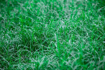 green grass background