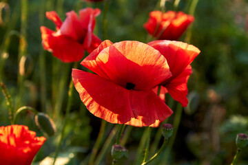 Poppy fields blooming in a sea of red, poppies 