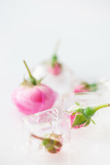 Frozen roses in ice cubes on white background.