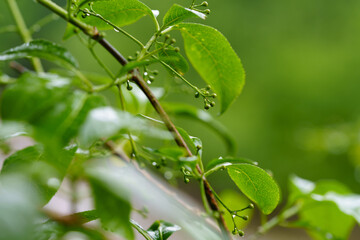 雨に濡れる葉っぱ