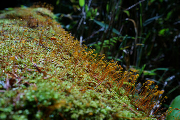 朝露に濡れる苔