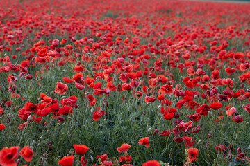 Obraz premium Poppy fields blooming in a sea of red, poppies 