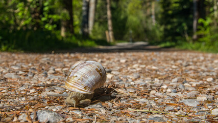 Weinbergschnecke macht sich auf den Weg