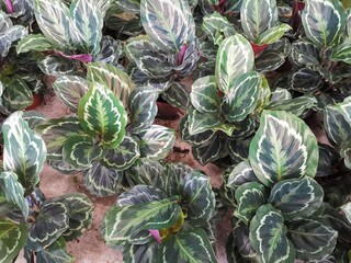 Obraz premium Row of plants for garden design are offered for sale.