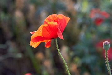 Poppy fields blooming in a sea of red, poppies 
