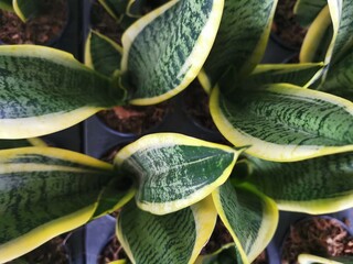 Top view of decorative evergreen sansevieria plant (also known as snake plant).