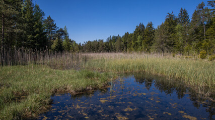 Kleiner Teich in einem Wald