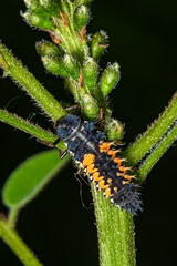 Ladybird larva sitting on a leaf. Ladybug, aka, Ladybird Beetle (Lat. Coccinellidae) larva on a leaf