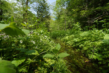 Fototapeta premium 小川のニリンソウ