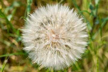Large wild dandelion, (Lat. Tragopogon pratensis)