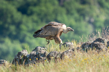 African Cape vulture (Gyps coprotheres) in Kruger national park, South Africa