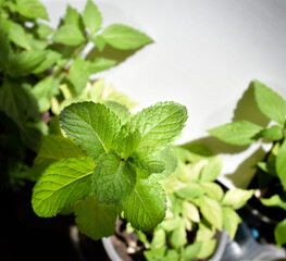 fresh Green Organic Basil Plants for good healthy