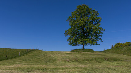 Obraz premium Einsamer Baum auf der Wiese
