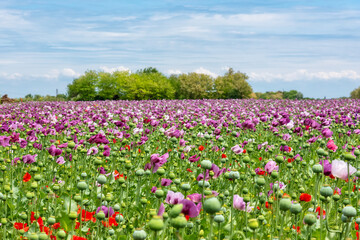 Field of bright red and violet poppy flowers in summer. Opium poppy field