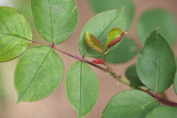 Rose flower leaf