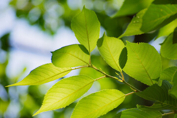 Fototapeta na wymiar 美しい木の葉