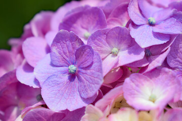 紫陽花の花びら