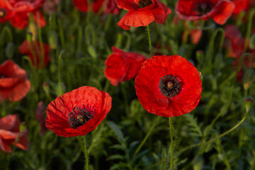 Obraz premium Poppy fields blooming in a sea of red, poppies 