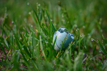 Turquoise Bird's egg on the grass in the forest