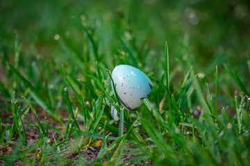 Turquoise Bird's egg on the grass in the forest