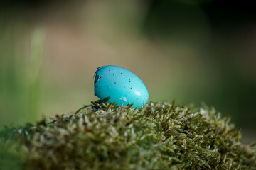 Turquoise Bird's egg on the moss in the forest