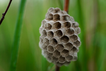 Abandoned Common Wasp nest (Vespula vulgaris) in the grass
