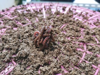 Earthworms are on the pink sieve.