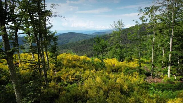 aerial shot of beautiful yellow brooms in bloom in the fir, larch and beech forests of the Casentino. Arezzo, Italy.