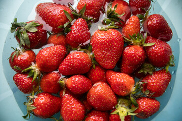 strawberries in a blue plate with water on a light background. Soaking fruits and vegetables in water, carefully processing berries. Strawberry season