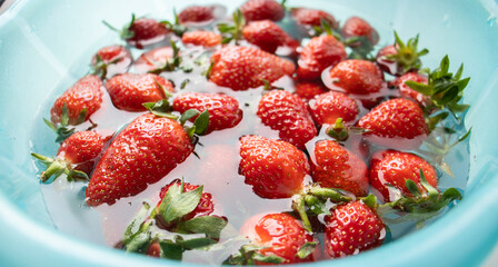 strawberries in a blue plate with water on a light background. Soaking fruits and vegetables in water, carefully processing berries. Strawberry season