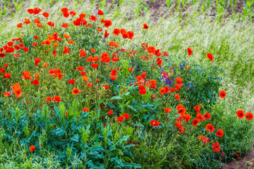 Natural spring pattern with numerous blooming red poppies
