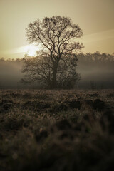Autumn tree without leaves in the center of the frame at dawn. Beautiful autumn dawn - obrazy, fototapety, plakaty