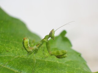 Praying Mantis standing on a green leaf.