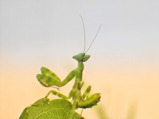Praying Mantis standing on a green leaf.